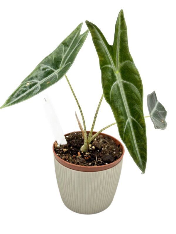 Alocasia Longiloba Purple Ø-10cm H-15cm