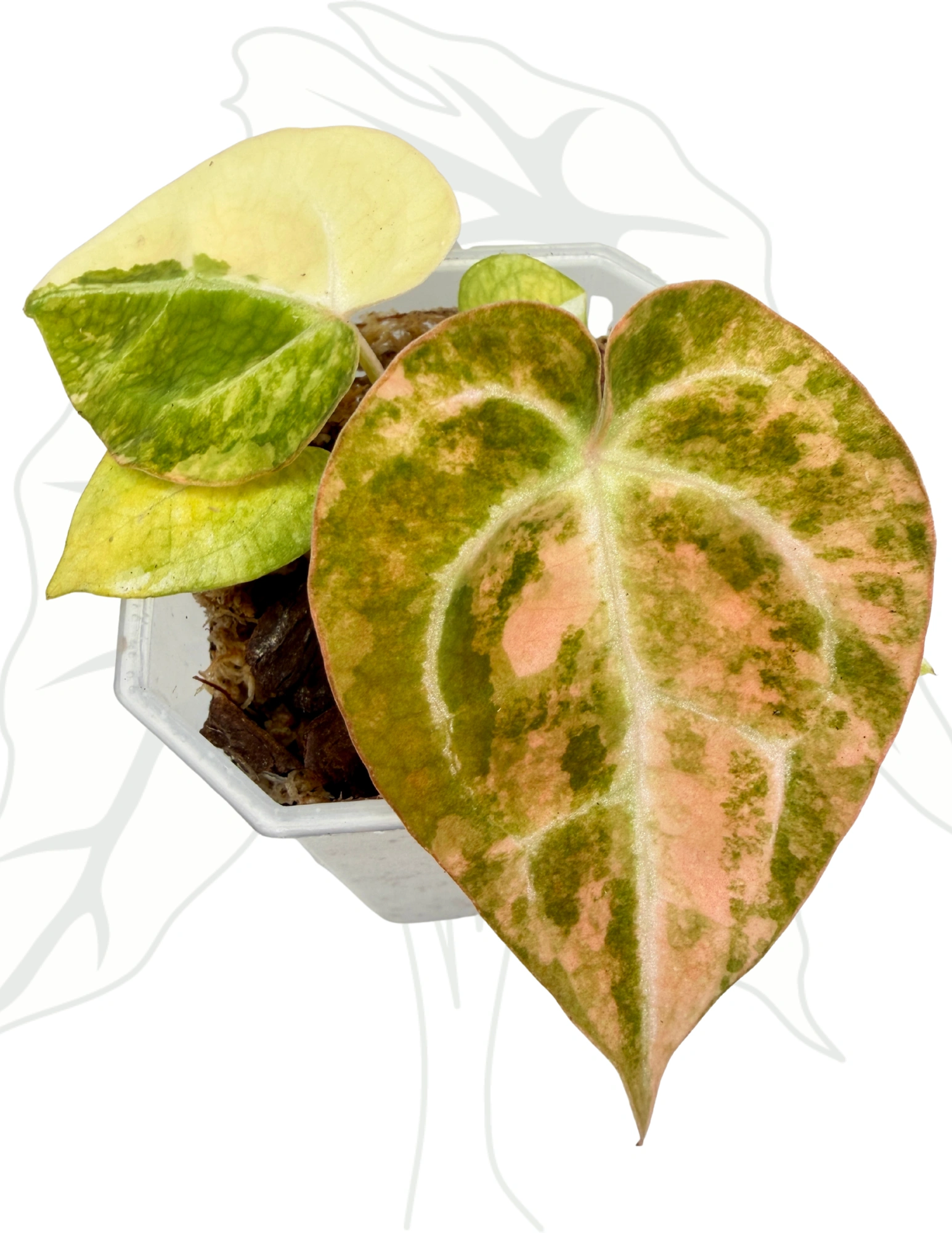 23d8761c7057d8077b9bc14618747151