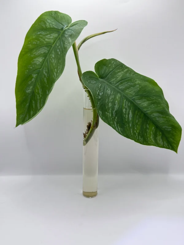 Monstera Dubia H-20cm