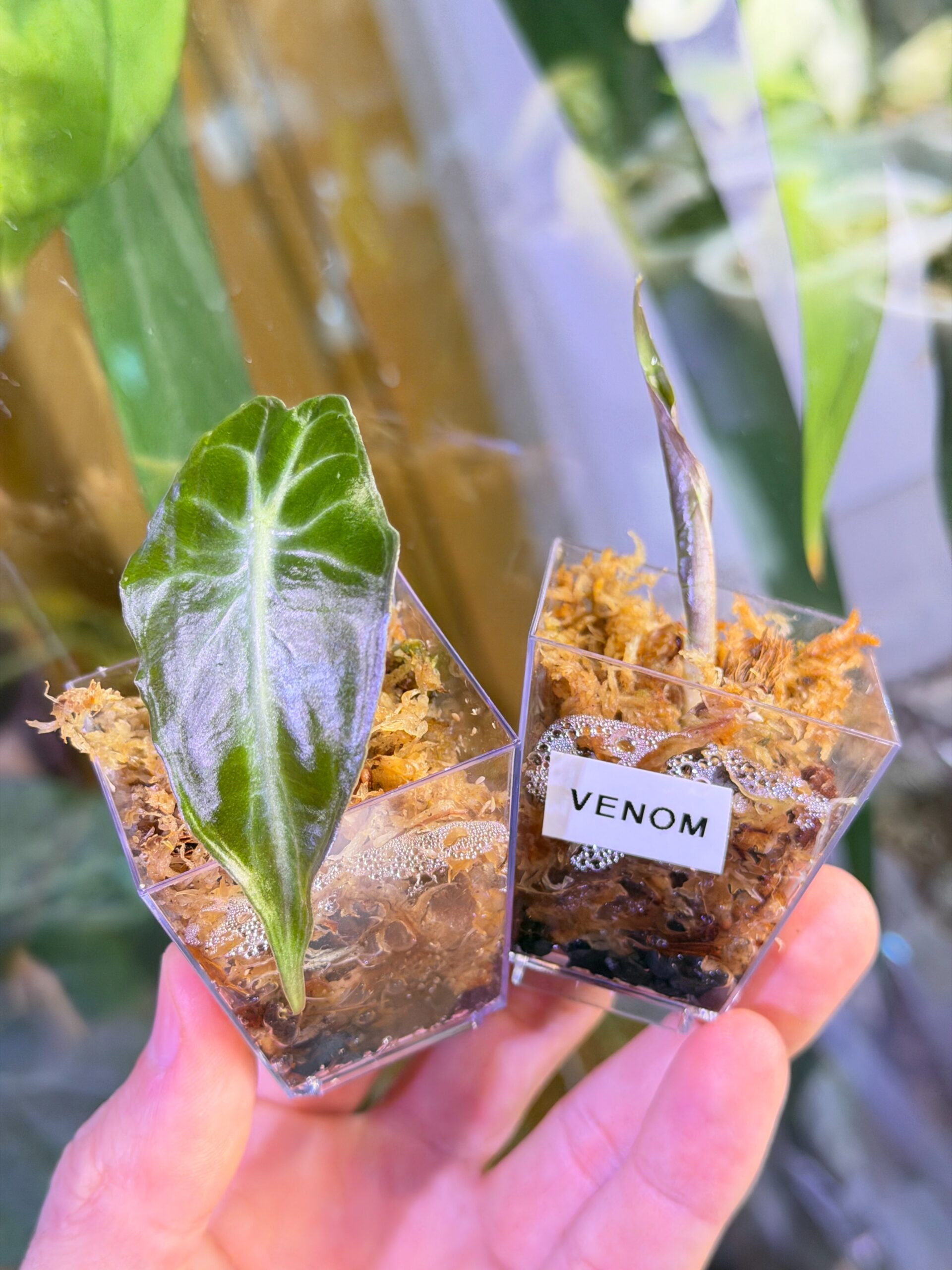 8db09b0498a56b571db899cf393d068f