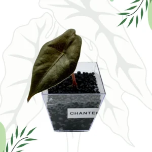 Alocasia Chantrieri Ø-6cm H-10cm