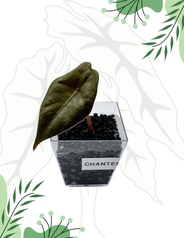 Alocasia Chantrieri Ø-6cm H-10cm