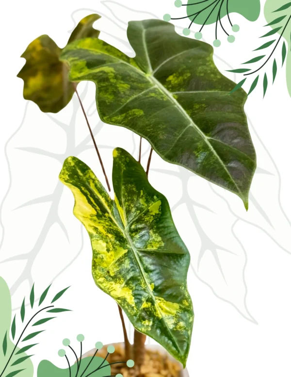 Alocasia Sanderiana Aurea Ø - 7,5cm H-20cm - obrazek 2