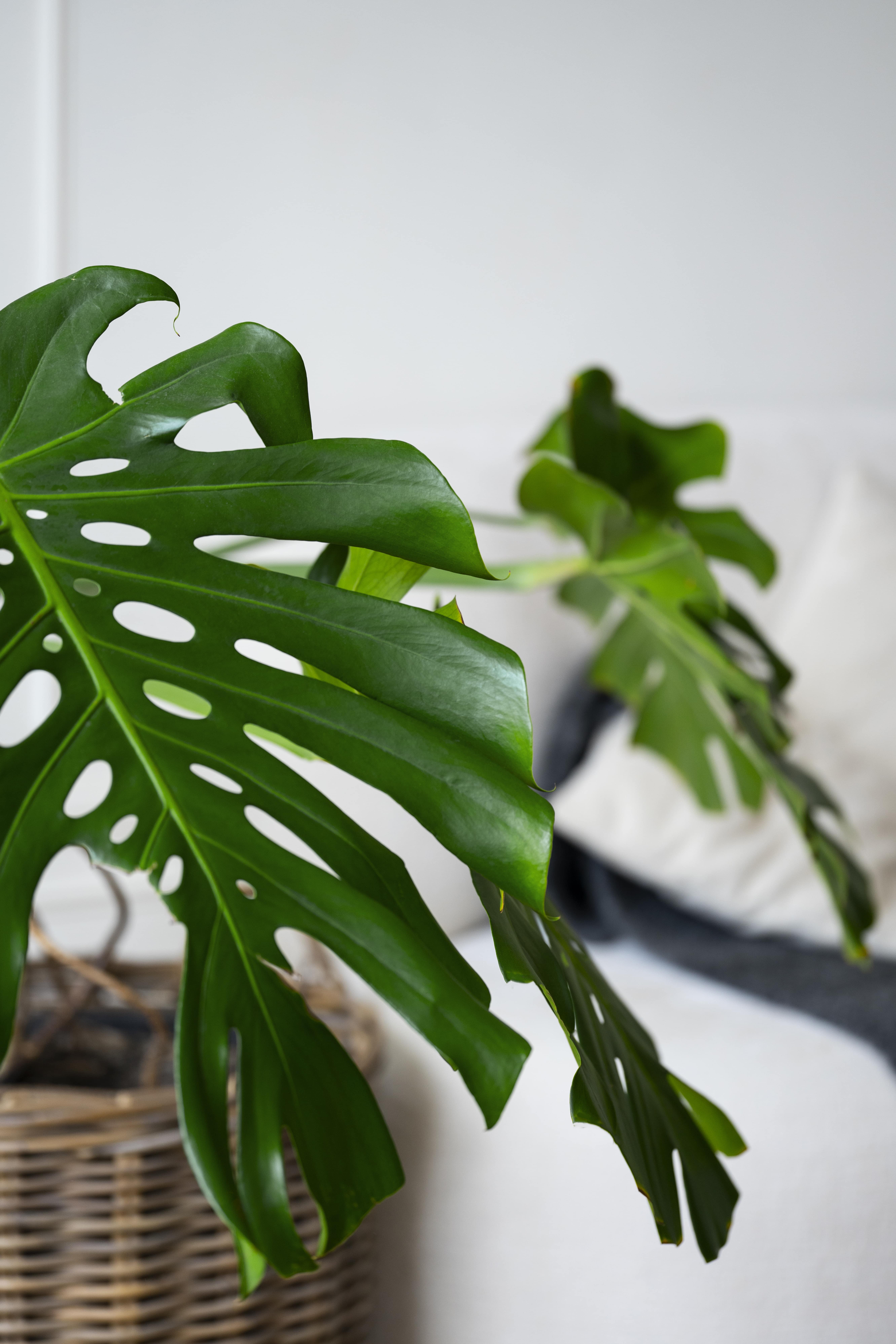monstera