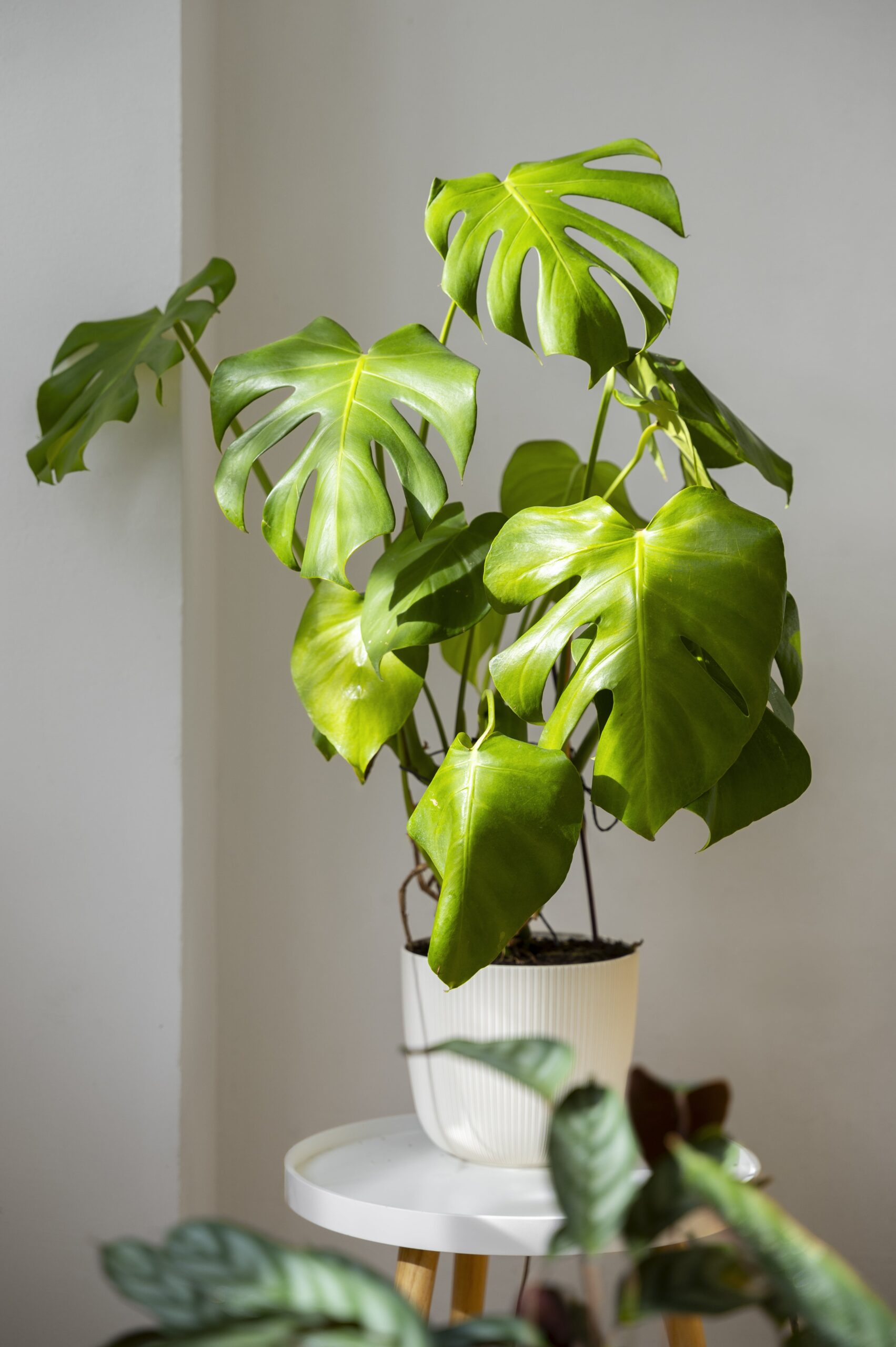 monstera