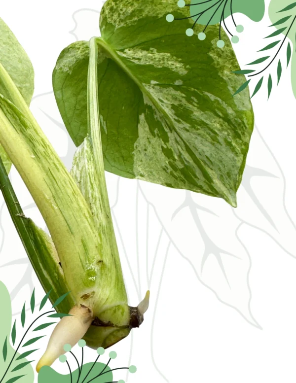 Monstera Bulbasaur H-20cm - obrazek 5