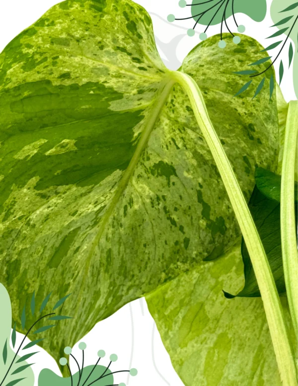 Monstera Bulbasaur H-20cm - obrazek 6