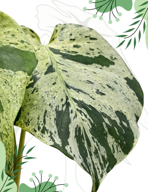 Monstera Bulbasaur H-20cm - obrazek 2