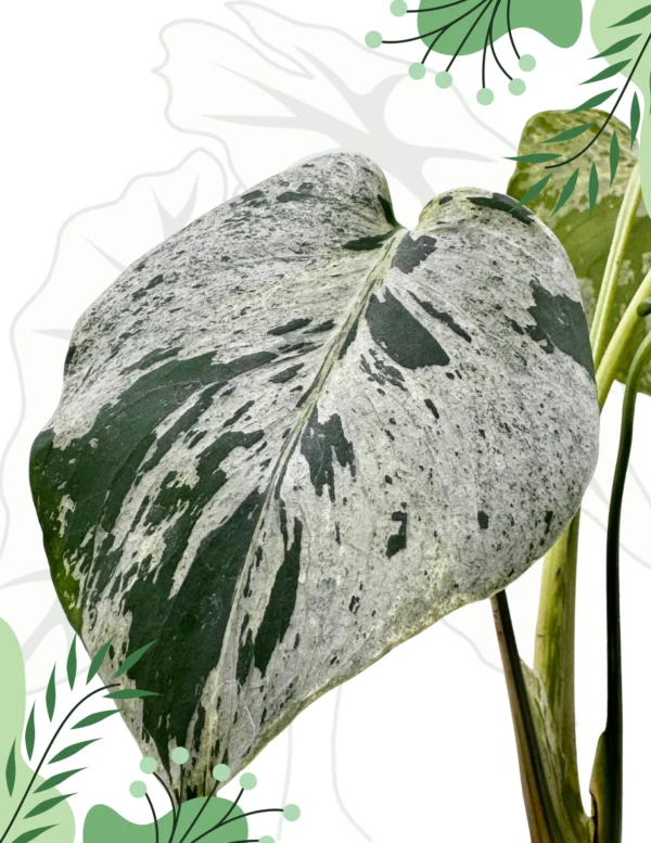 Monstera Bulbasaur H-20cm - obrazek 3