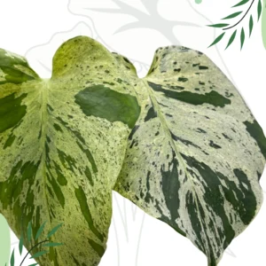Monstera Bulbasaur H-20cm