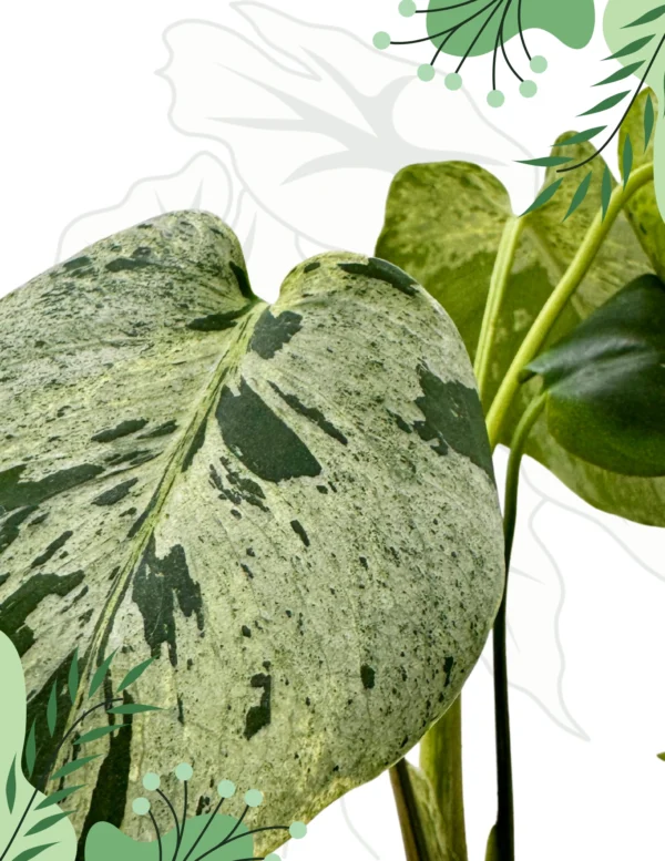 Monstera Bulbasaur H-20cm - obrazek 4