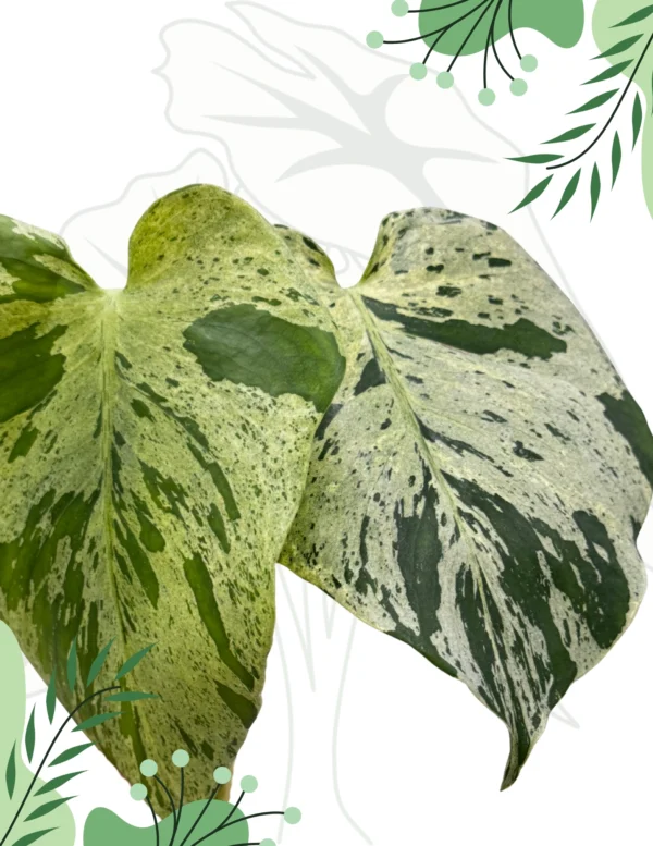 Monstera Bulbasaur H-20cm